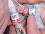 07018-11-496 & 07018-11-582