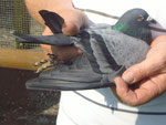 Der Sieger vogel Nr 02644-09-764.