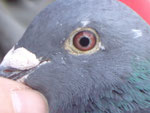 DAS-AUGE v. VATER.