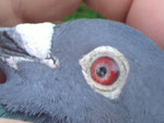 Auge 764.