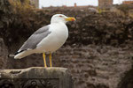 Kulturinteressierte Möwe im Forum Romanum