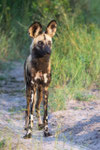 Wild Dog in Savuti
