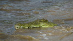 Krokodil in Lauerstellung - Ruaha National Park/ Tansania 2008