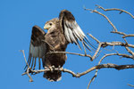 Young Bateleur