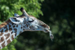 Junge, noch sehr hell gefärbte Giraffe leckt Salz