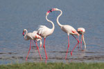 Uneinige Flamingos