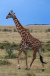 2) Masai-Giraffe - Masai Mara/ Kenia 2013