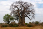 Lower Sambesi National Park/ Sambia 