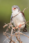 Ein Zwergfalke