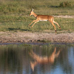 Impala-Action I
