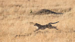Ein rennender Gepard bedeutet Foto-Streß