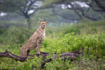 Gepard im Wald