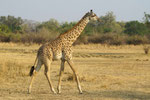 4) Thornicraft-Giraffe - Lower Sambesi National Park/ Sambia 2012