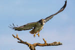 Bussard-Start