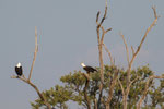 Fish-Eagle-Paar im Dialog