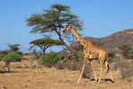1) Netzgiraffe - Samburu National Reserve/ Kenia 2014