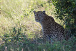 Kurzer ruhiger Moment: Leopard im Chobe NP