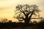 Mapungubwe National Park/ Südafrika