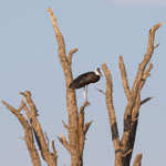 Wollhals-Storch