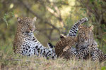 Leopardin mit Nachwuchs