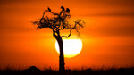 Sundowner auf afrikanisch!
