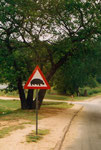 Scan vom analogen Bild/ Südafrika 2002