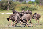 Gnus beim Kräftemessen
