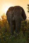 Elefant vor dem Sonnenuntergang