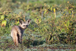 Bat-eared-Fox - immer wieder eine ulkige Begegnung.