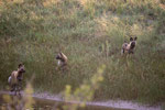 African Wild Dogs auf der Jagd