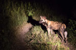 Wild Dog at night - Khwai/ Moremi