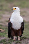 Einer meiner Lieblingsvögel: der African Fish Eagle