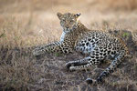 Sehr relaxter Leopard