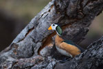 African Pygmy-Goose