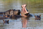 Feierabend-Stimmung im Hippo-Pool