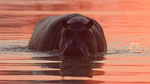 Ein Hippo sieht rot - Sonnenaufgang im Pool