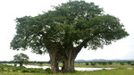 Ruaha National Park/ Tansania