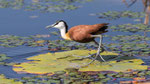African Jacana - leben auf großem Fuß