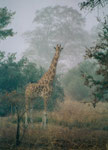 6) Kordofan-Giraffe (Scan vom Analog-Bild) - Parc National de Waza/ Kamerun 2003