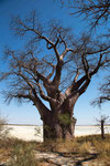 Nxai Pan National Park/ Botswana