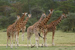 3) Rothschild-Giraffe - Lake Nakuru National Park/ Kenia 2009