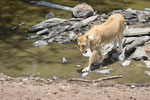 Nach erfolgloser Jagd blos nicht auch noch ins Wasser treten...