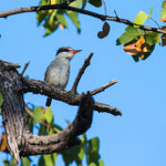 Striped Kingfisher