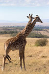 Two-headed Giraffe