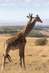 Two-headed Giraffe