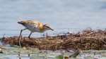 Lesser Jacana