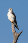 Black-shouldered Kite
