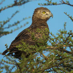 Brown Snake Eagle - Samburu National Reserve/ Kenia 2014