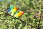 Lovebird-Arusi