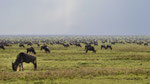 Gnus - soweit das Auge reicht...und noch weiter